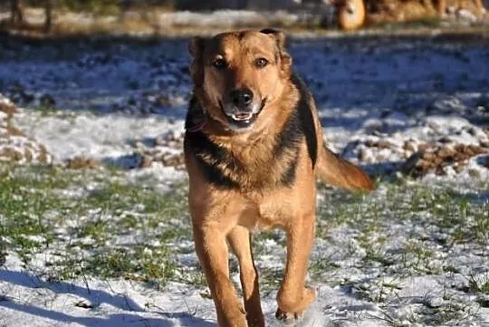 Fajna, radosna przylepka - średnia suczka do adopc