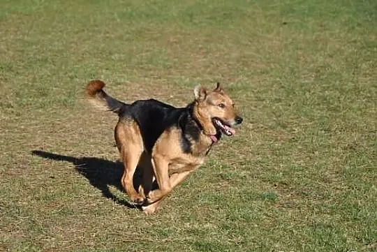 Fajna, radosna przylepka - średnia suczka do adopc