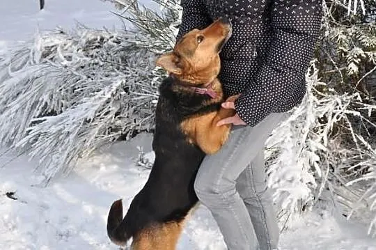 Fajna, radosna przylepka - średnia suczka do adopc