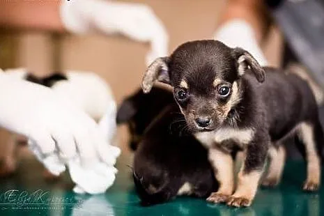DUMEL - kochany 6 tyg. MIKRO SZCZENIAK do adopcji,  małopolskie Kraków