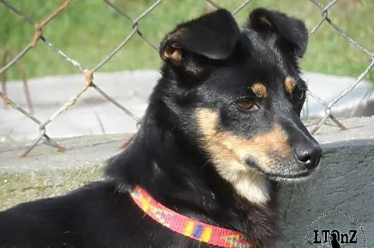Alma blokowa sunia w typie ratlerka Adopcja