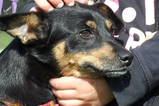 Alma blokowa sunia w typie ratlerka Adopcja