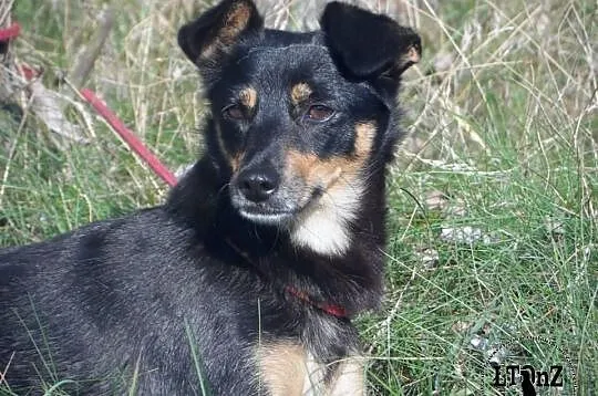 Alma blokowa sunia w typie ratlerka Adopcja