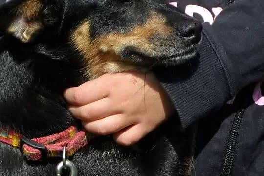 Alma blokowa sunia w typie ratlerka Adopcja