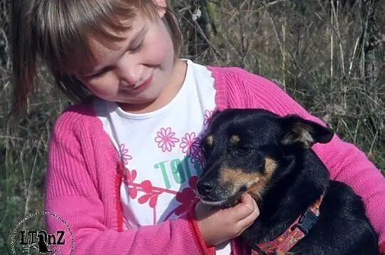 Alma blokowa sunia w typie ratlerka Adopcja