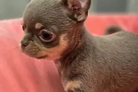 Chihuahua Liliowa podpalana ***XXS***