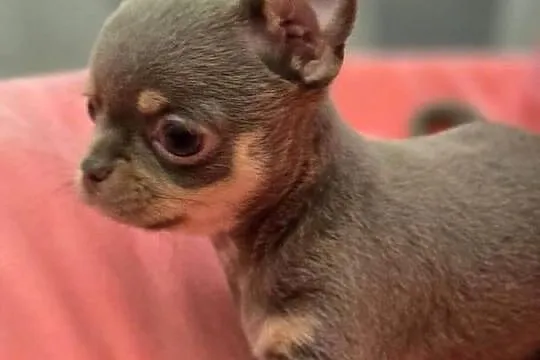 Chihuahua Liliowa podpalana ***XXS***