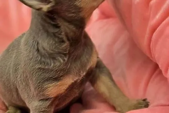Chihuahua Liliowa podpalana ***XXS***, Śląskie, Bielsko-Biała