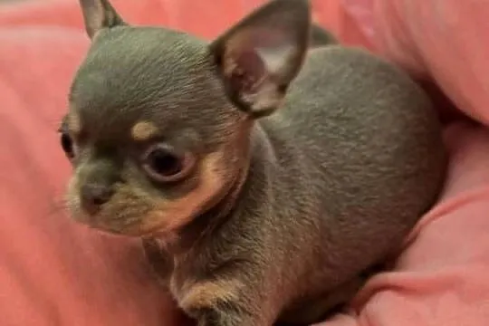 Chihuahua Liliowa podpalana ***XXS***, Śląskie, Bielsko-Biała