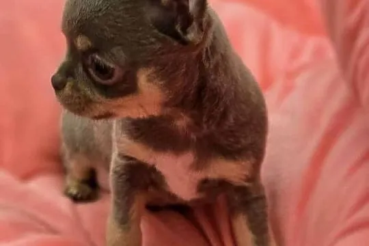 Chihuahua Liliowa podpalana ***XXS***, Śląskie, Bielsko-Biała