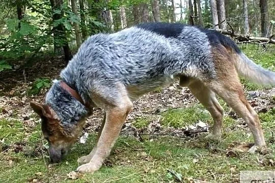 Oryginalny, wspaniały Ketel :), Warmińsko-mazurskie, Olsztyn