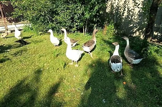 Gęsi młode
