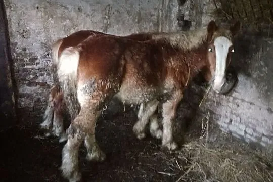 Sprzedam klaczki i ogierki sztumskie, , Jabłówko