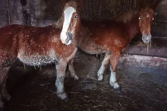 Sprzedam klaczki i ogierki sztumskie, , Jabłówko