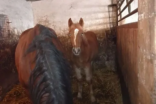 Sprzedam klaczki i ogierki sztumskie, , Jabłówko