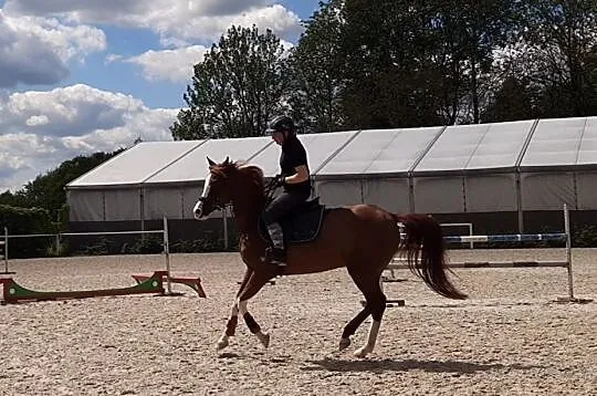 Klacz Arabska do sportu, , 
