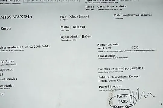 Klacz Arabska do sportu, , 