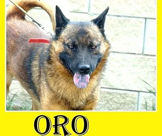 Szpic mix,łagodny,spokojny,zrównoważony pies ORO.A