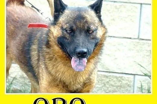 Szpic mix,łagodny,spokojny,zrównoważony pies ORO.A