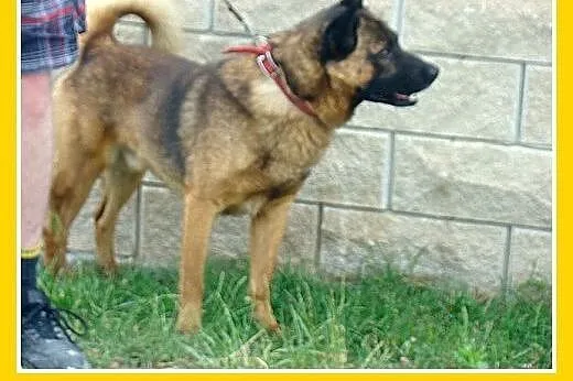 Szpic mix,łagodny,spokojny,zrównoważony pies ORO.A