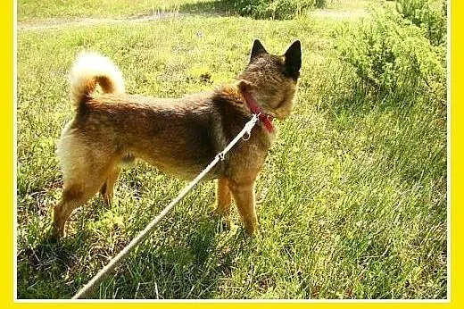 Szpic mix,łagodny,spokojny,zrównoważony pies ORO.A
