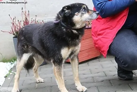 Tenor - starszy pies, Mazowieckie, Nowy Dwór Mazowiecki