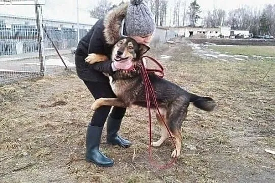 Wesoły uśmiechnięty piesio poleca się do adopcji