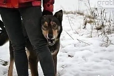 Wesoły uśmiechnięty piesio poleca się do adopcji, Wielkopolskie, Poznań