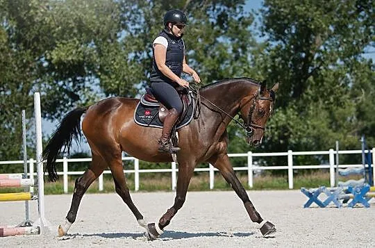 7letnia klacz, , 
