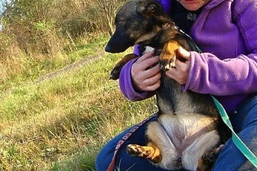 Kawka - śliczna roczna sunia, o bardzo kundelkowym