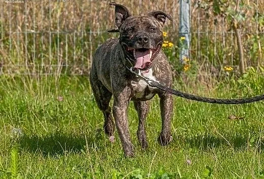 Grzeczny, przyjacielski Charlie do adopcji, mazow
