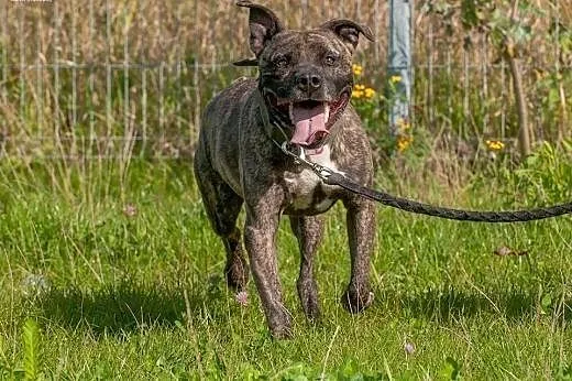 Grzeczny, przyjacielski Charlie do adopcji, mazowieckie Warszawa