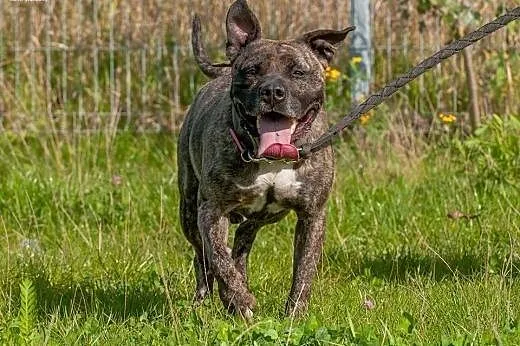 Grzeczny, przyjacielski Charlie do adopcji,  mazow