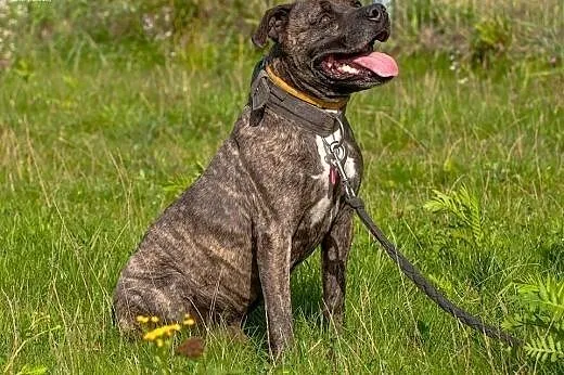 Grzeczny, przyjacielski Charlie do adopcji,  mazow