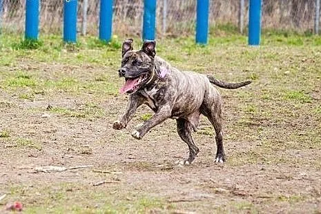 Grzeczny, przyjacielski Charlie do adopcji,  mazow