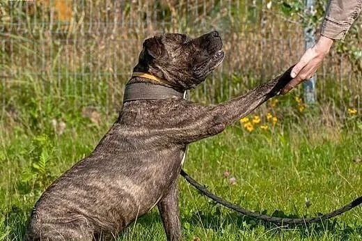 Grzeczny, przyjacielski Charlie do adopcji,  mazow