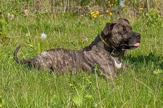 Grzeczny, przyjacielski Charlie do adopcji,  mazow