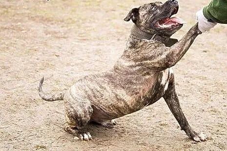 Grzeczny, przyjacielski Charlie do adopcji,  mazow