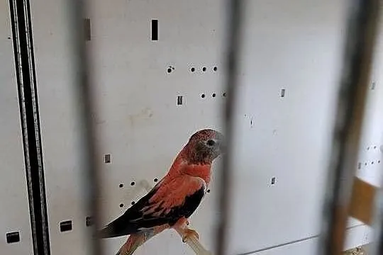 Lilianki łąkówki liliowe, Śląskie, Sosnowiec
