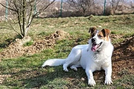 Futrzasty misiek w typie bernardyna szuka domu ,  
