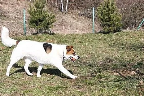 Futrzasty misiek w typie bernardyna szuka domu ,  