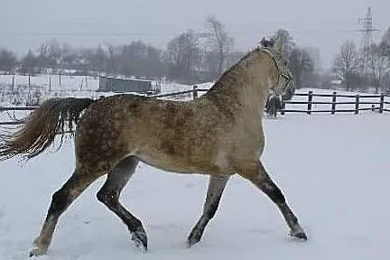 Piękna siwa klacz, , Janów