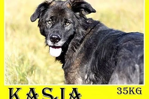 35kg, 4 lata,spokojna,przyjazna suka KASJA owczarek mix.ADOPCJA,  dolnośląskie Wrocław