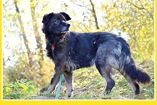 35kg, 4 lata,spokojna,przyjazna suka KASJA owczare
