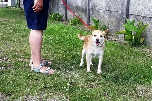 Piesek Rudi nie chce być dłużej w betonowym boksie