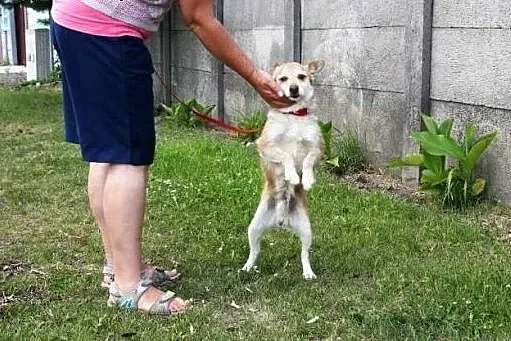 Piesek Rudi nie chce być dłużej w betonowym boksie