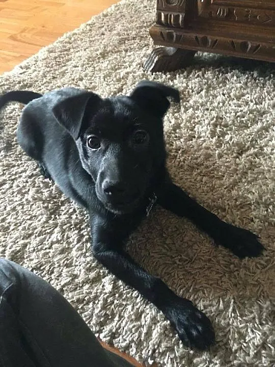 Kto podaruje dom małej Soni? SZCZENIAK ADOPCJA