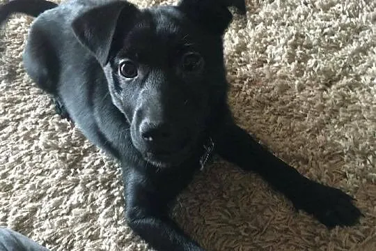 Kto podaruje dom małej Soni? SZCZENIAK ADOPCJA