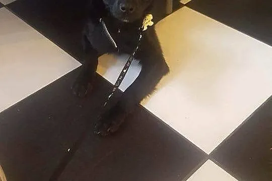 Kto podaruje dom małej Soni? SZCZENIAK ADOPCJA