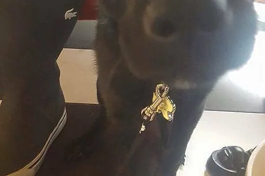 Kto podaruje dom małej Soni? SZCZENIAK ADOPCJA